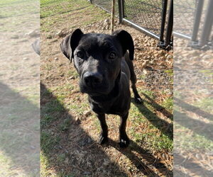 Morticia - Female Mutt Dog for Adoption - Photo #4