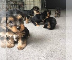 Yorkshire Terrier Puppy for sale in LONG ISLAND CITY, NY, USA