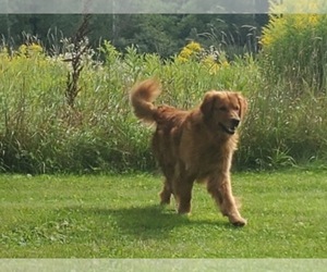 Golden Retriever Puppy for sale in CURTISS, WI, USA
