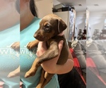 Small Photo #4 Doberman Pinscher Puppy For Sale in CORRIGAN, TX, USA