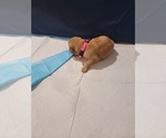 Small #11 Golden Retriever