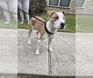 Mutt Dogs for adoption in Houston, TX, USA