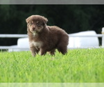 Small Photo #10 Australian Shepherd Puppy For Sale in OZARK, AR, USA