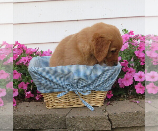 Medium Photo #38 English Cream Golden Retriever Puppy For Sale in ATHENS, WI, USA
