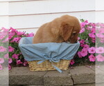 Small #4 English Cream Golden Retriever