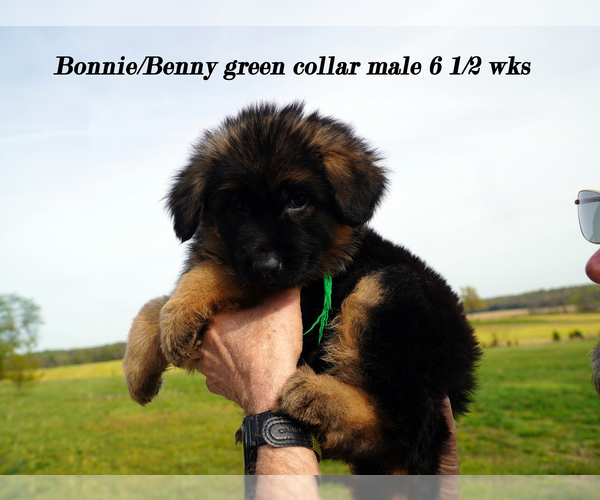 Medium Photo #36 German Shepherd Dog Puppy For Sale in CHRISNEY, IN, USA