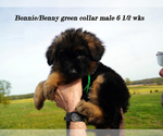 Small Photo #36 German Shepherd Dog Puppy For Sale in CHRISNEY, IN, USA