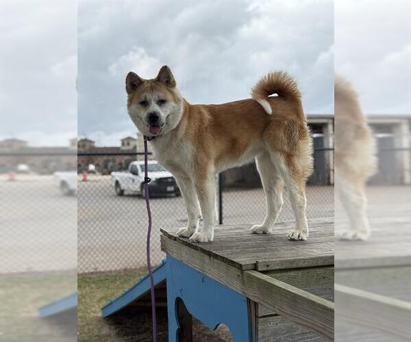 Medium Photo #2 Akita-Unknown Mix Puppy For Sale in Sugar Land, TX, USA