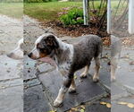 Small #1 Mutt