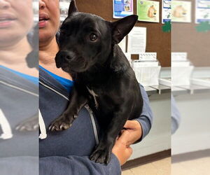 French Bulldog-Unknown Mix Dogs for adoption in Stockton, CA, USA