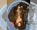Small Photo #5 Staffordshire Bull Terrier Puppy For Sale in Maryville, TN, USA