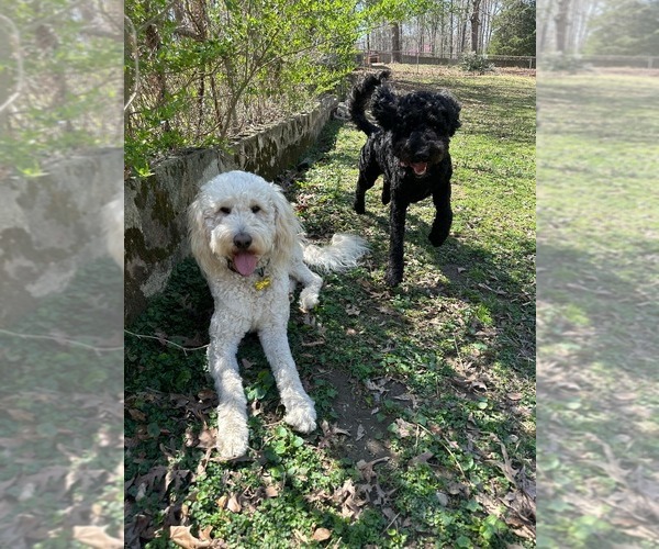 Medium Photo #1 Goldendoodle mix (+ Poodle Standard) Puppy For Sale in WEAVER, AL, USA