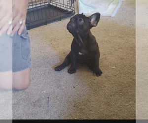 French Bulldog Puppy for sale in SUISUN CITY, CA, USA