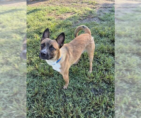 Medium Photo #2 Mutt Puppy For Sale in Riverside, CA, USA