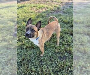 GOOBY - Male Mutt Dog for Adoption - Photo #2