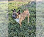Small Photo #2 Mutt Puppy For Sale in Riverside, CA, USA