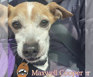 Maxwell Cooper - Male Chiweenie Dog for Adoption - Photo #12