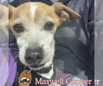 Small Photo #12 Chiweenie Puppy For Sale in San Antonio, TX, USA