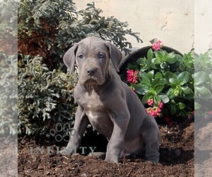 Great Dane Puppy for sale in BROGUE, PA, USA