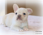 Puppy Olive French Bulldog