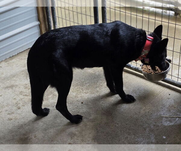 Medium Photo #2 German Shepherd Dog-Unknown Mix Puppy For Sale in Woodsfield, OH, USA