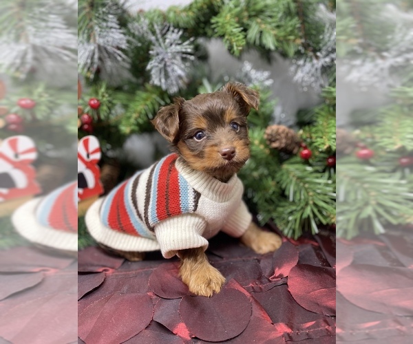 Medium Photo #18 Shorkie Tzu-Yorkshire Terrier Mix Puppy For Sale in SELLERSBURG, IN, USA