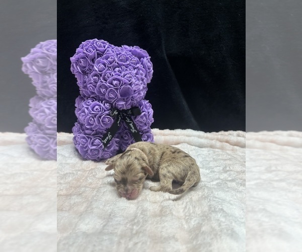 Medium Photo #1 Goldendoodle-Miniature Australian Shepherd Mix Puppy For Sale in AUSTIN, TX, USA