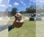Small Photo #6 Golden Retriever Puppy For Sale in TAMPA, FL, USA