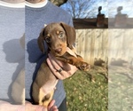 Small Photo #7 Dachshund Puppy For Sale in TULSA, OK, USA
