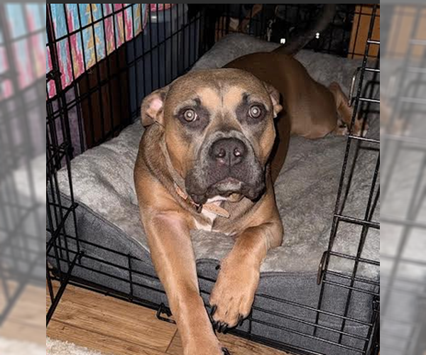 Medium Photo #3 Mutt Puppy For Sale in Candler, NC, USA