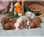 Small #2 Cavapoo
