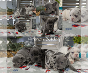 French Bulldog Puppy for Sale in GOSHEN, Indiana USA