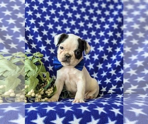Faux Frenchbo Bulldog Puppy for sale in GLEN ROCK, PA, USA