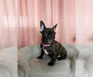 French Bulldog Puppy for sale in BOSTON, MA, USA