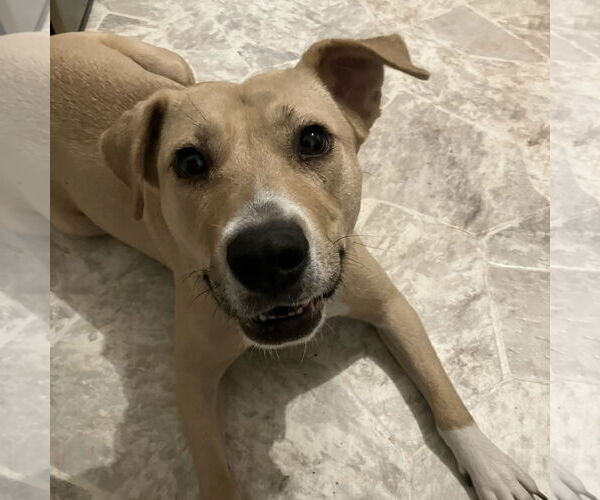 Medium Photo #14 American Pit Bull Terrier-Unknown Mix Puppy For Sale in Fargo, ND, USA