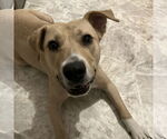 Small #13 American Pit Bull Terrier Mix