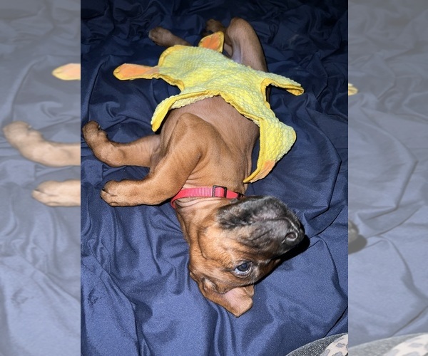 Medium Photo #5 Rhodesian Ridgeback Puppy For Sale in MURFREESBORO, TN, USA