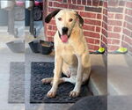 Small #5 Great Dane Mix