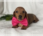 Small Photo #10 Dachshund Puppy For Sale in CEDAR LANE, PA, USA