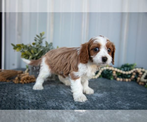 Medium Photo #2 Cavapoo Puppy For Sale in WOLCOTTVILLE, IN, USA