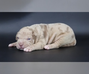 American Bully Puppy for sale in CHAMPAIGN, IL, USA