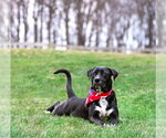 Small #7 Labrador Retriever Mix