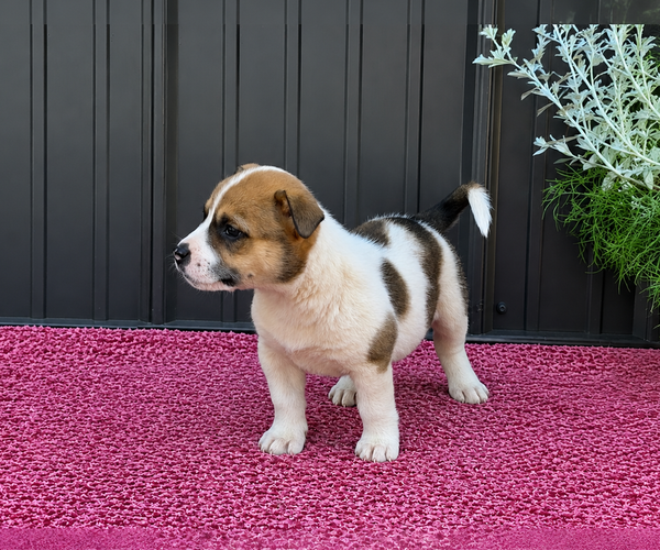 Medium Photo #27 Augi Puppy For Sale in MEADOWS OF DAN, VA, USA