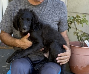 Aussiedoodle Miniature -Puli Mix Puppy for sale in CHRISTOPHER, IL, USA