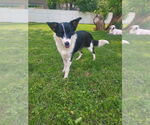 Small #1 Border Collie Mix