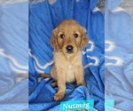 Image preview for Ad Listing. Nickname: Nutmeg