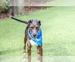 Small #2 Doberman Pinscher Mix