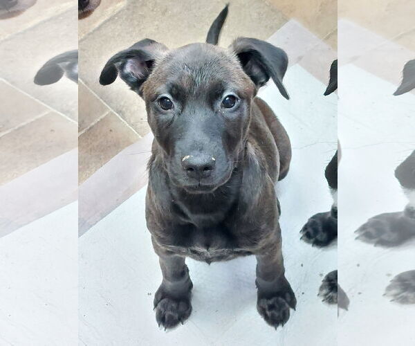 Medium Photo #1 Catahoula Leopard Dog-Labrador Retriever Mix Puppy For Sale in Sanford, FL, USA