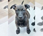 Small Catahoula Leopard Dog-Labrador Retriever Mix