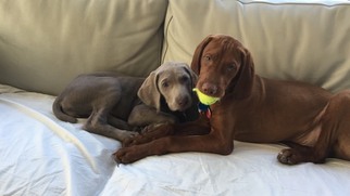 Vizsla Puppy for sale in NEW YORK, NY, USA